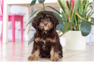 Victor - Cockapoo for sale