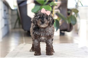 Donna - Cockapoo for sale