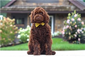 Mason - Cockapoo for sale
