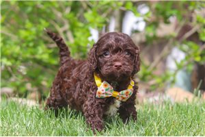 Matt - Cockapoo for sale