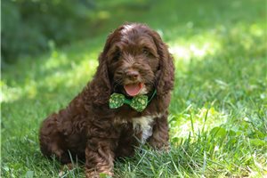Henry - Cockapoo for sale