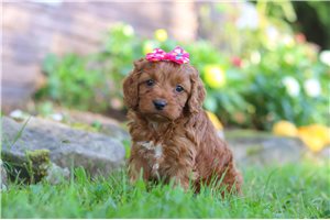Melody - Cockapoo for sale