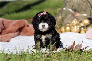 Paloma - Cockapoo for sale