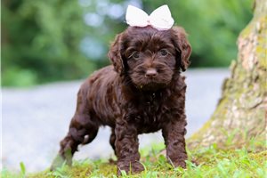 Helda - puppy for sale