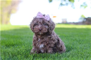 Candy - Cockapoo for sale