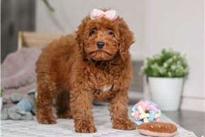 Ava - Cockapoo for sale