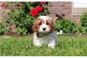 Arkansas - Cockapoo for sale