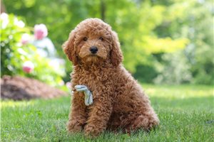 Eugene - Cockapoo for sale