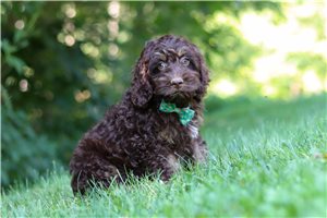 Hector - puppy for sale