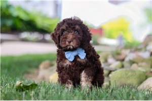 Bart - Cockapoo for sale