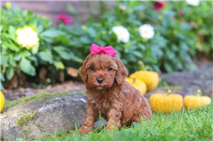 Marigold - puppy for sale