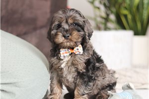 Ashton - puppy for sale