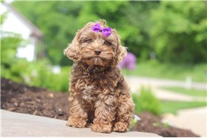 Candy - Cockapoo for sale