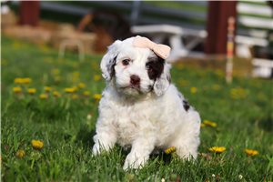 Birdie - puppy for sale