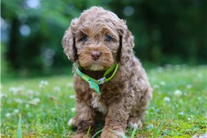 Hickory - Cockapoo for sale