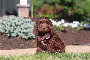 Mandy - Cockapoo for sale