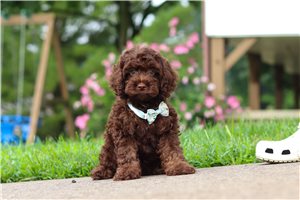 Legend - Cockapoo for sale