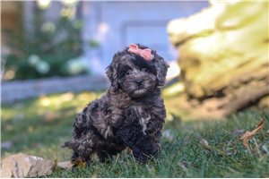 Bonnie - puppy for sale