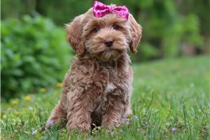 Era - Cockapoo for sale