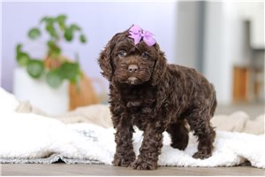 Bitsy - Cockapoo for sale