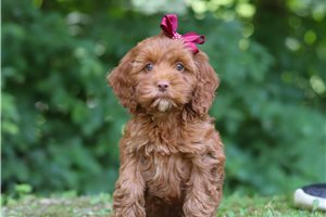 Carly - Cockapoo for sale