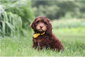 Benson - Cockapoo for sale