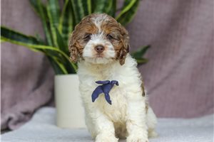 Huck - puppy for sale