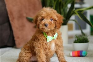 Dallas - Cockapoo for sale