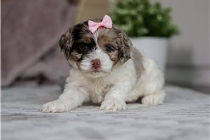 Cassie - puppy for sale