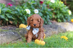 Milo - puppy for sale