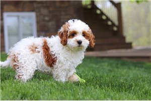 Farrah - puppy for sale