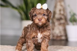 Amelia - puppy for sale