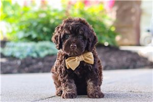 Bart - Cockapoo for sale