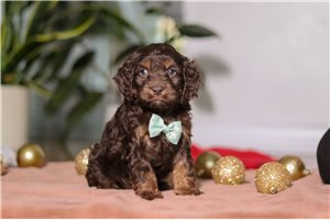 Vinny - Cockapoo for sale