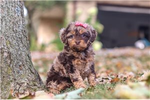 Erica - puppy for sale