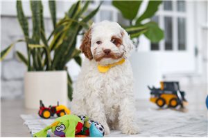 Fauna - Cockapoo for sale
