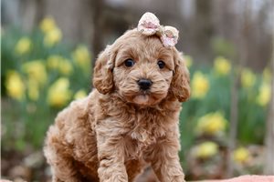 Ginger - Cockapoo for sale