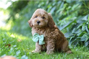 Herbert - Cockapoo for sale