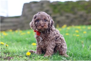 Chewie - puppy for sale