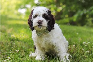Ezekiel - Cockapoo for sale