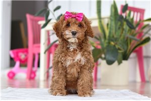 Sadie - Cockapoo for sale