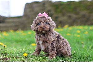 Candy - Cockapoo for sale