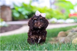 Cadence - puppy for sale