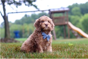 Calum - Cockapoo for sale