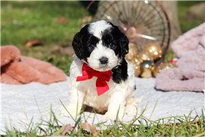 Potter - Cockapoo for sale