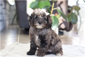 Daisy - Cockapoo for sale