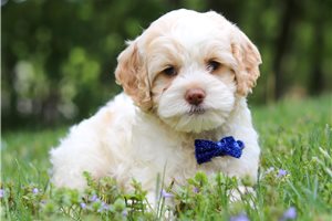 Harold - Cockapoo for sale