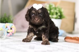 Cindy - puppy for sale