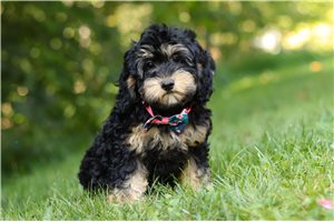 Juniper - Cockapoo for sale