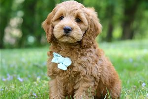 Gilbert - Cockapoo for sale